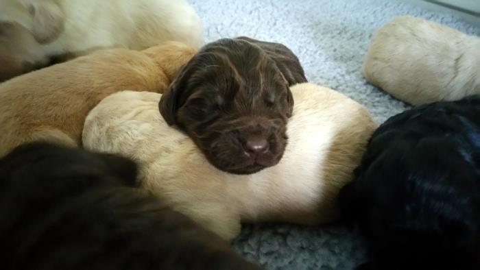 Dogpillow